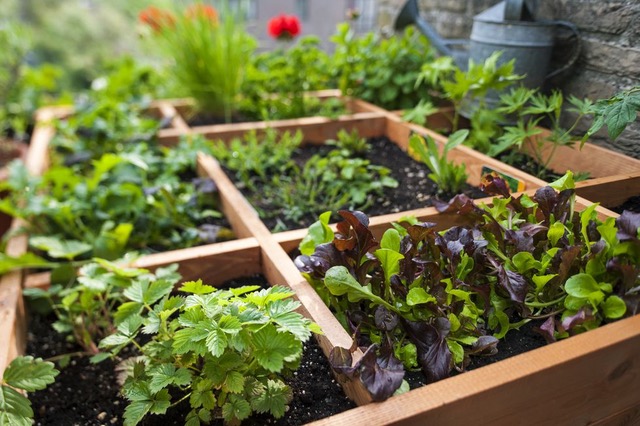 Plants growing in a wooden planter.