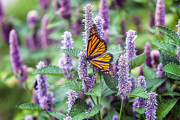 Purple Anise Hyssop with a monarch butterfly.